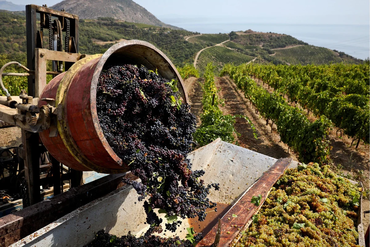 На фото: сбор винограда в Крыму для вина